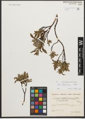 Foto von Salix waldsteiniana Willd.